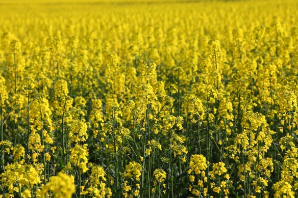 Rapeseed feld