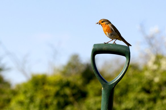 Robin on spade handle