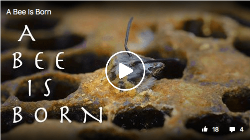 Screen Shot 2017-04-11 at 08.03.14